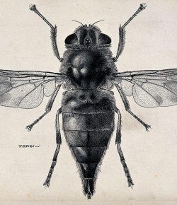 The Villainous Bot Fly & What To Do About It