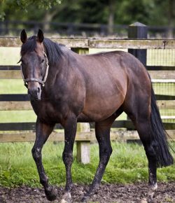 Lighthoof: Designing a Horse Friendly Farm, Part 3: Water, Grazing, Skin Care & More