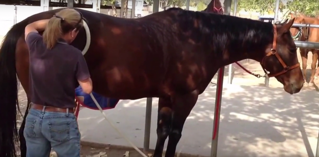 Draper Therapies Video Equine PEMF Treatment HORSE NATION