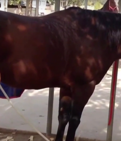 Draper Therapies Video: Equine PEMF Treatment