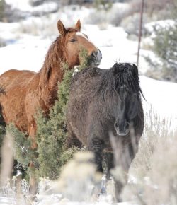 Standing Ovation by Ovation Riding: Skydog Sanctuary