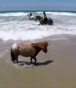 KER Friday Video: Geoffry the Conqueror