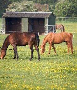 Lighthoof: Designing a Horse Friendly Farm, Part 4: The Social Lives of Horses