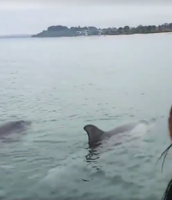 World Equestrian Brands Helmet Cam: DolphinCam