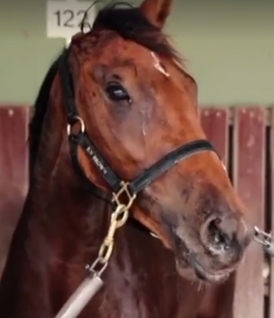 KER Friday Video: Meet ‘Ears’