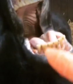 Total Saddle Fit Sunday Video: Open Wide