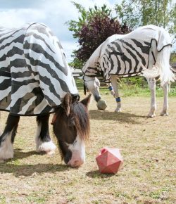 Lighthoof: Horse Friendly Farm Design, Part 6: Boredom Busters