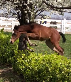 KER Friday Video: Natural Talent