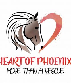 Standing Ovation by Ovation Riding: Heart of Phoenix Equine Rescue