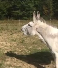 Lighthoof Tuesday Video: Singalong