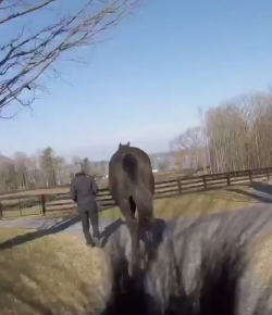 World Equestrian Brands Foal Cam: A Tour of Old Tavern Farm