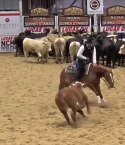 Ecovet Performance of the Week