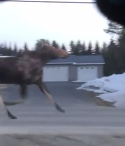 KER Friday Video: That’s a Moose, Kid