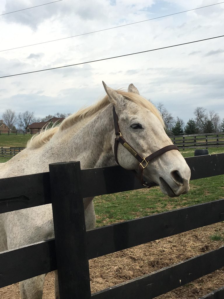 TRAVEL HORSE NATION TRAVEL HORSE NATION