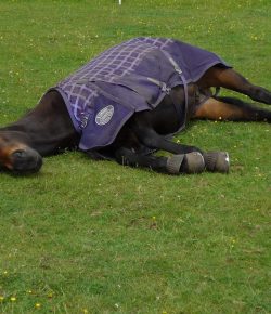 Kentucky Performance Products: Horse Sleep Patterns and Requirements