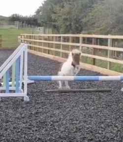 Total Saddle Fit Sunday Video: Oxer Fail