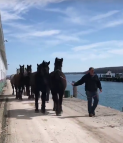 Lighthoof Video: Return to Mackinac