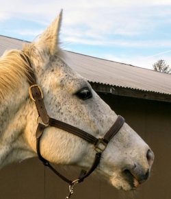 Susan, Zach & the Heron: A Story of a Good Boy