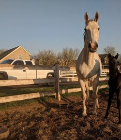 Photo Challenge: Say Hello to the Horse Nation Class of 2018