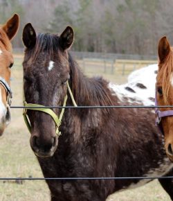 Standing Ovation by Ovation Riding: Maryland Fund for Horses