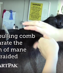 SmartPak Monday Morning Feed: Hunter & Dressage Braid How-To