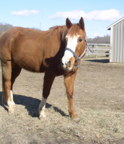 Kentucky Performance Products: Senior Nutrition