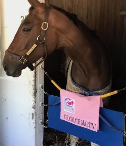 Standing Ovation by Ovation Riding: Cheers to Chocolate Martini