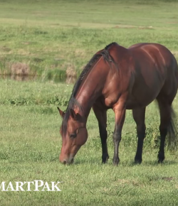 SmartPak Monday Morning Feed: Ask the Vet, May Edition