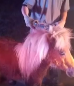 Lighthoof Tuesday Video: Unusual Valuable Skills