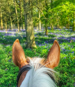 Photo Challenge: Springtime, Between the Ears