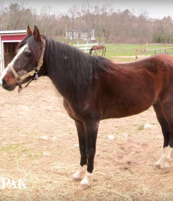 SmartPak Monday Morning Feed: Help a Horse Day