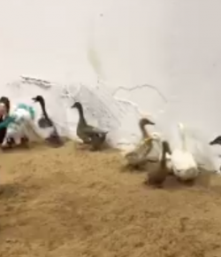 Lighthoof Tuesday Video: Duck Cutting