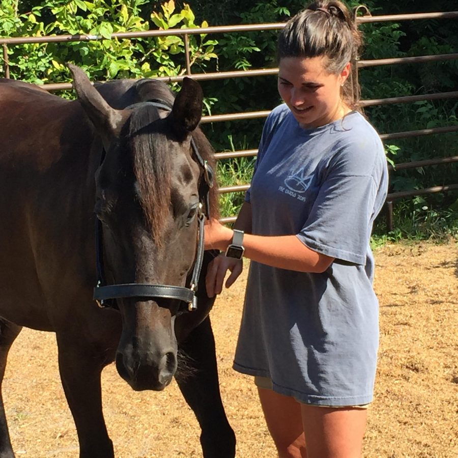 So You Want to Rescue an Auction Horse, Part III How Auctions Work