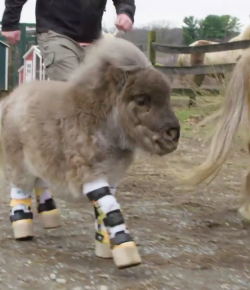 Standing Ovation by Ovation Riding