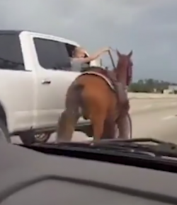 Lighthoof Tuesday Video: Daring Highway Rescue