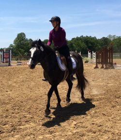 International Lesson Horse Day Essay Winner: Quinn