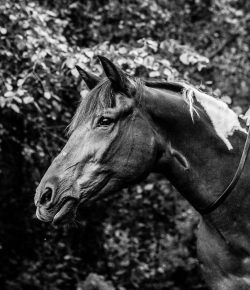 International Lesson Horse Day Essay Winner: Gryffindor