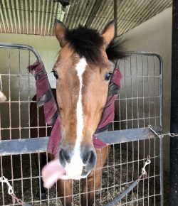 International Lesson Horse Day Essay Winner: The Jerk