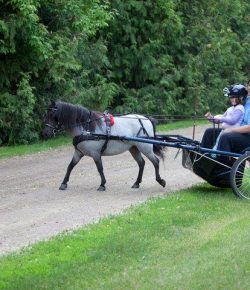International Lesson Horse Day Essay Winner: Jamie