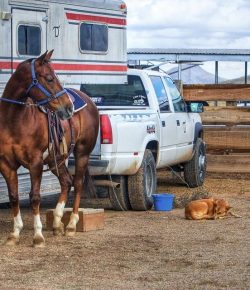 Kentucky Performance Products: Traveling Horse Checklist