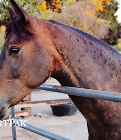 SmartPak Monday Morning Feed: Ask the Vet, June Edition