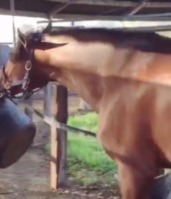 Lighthoof Tuesday Video: Just Gonna Bring This