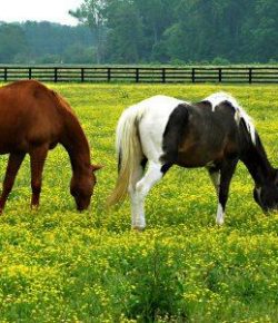 Kentucky Performance Products: Buttercup Toxicity