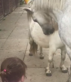 Total Saddle Fit Sunday Video: ‘Stop Doing That!’