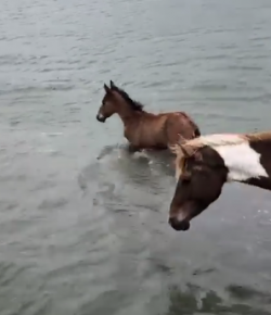 Lighthoof Tuesday Video: Practice Pony Swim