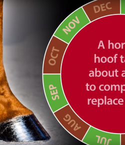 Kentucky Performance Products: Essential Ingredients for Healthy Hooves, Coat & Skin