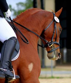 Photo Challenge: Spot the Shape in These Equine Markings