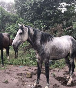 Standing Ovation by Ovation Riding