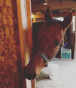 SmartPak Monday Morning Feed: 3 Reasons I’m Glad I Switched to SmartPaks