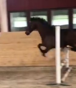 Total Saddle Fit Sunday Video: Jump Your Way